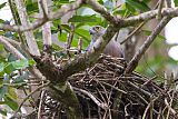 Fiji Goshawk