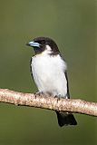 Fiji Woodswallow