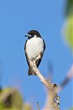 Fiji Woodswallow