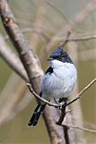 Fiscal Flycatcher