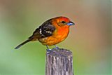 Flame-colored Tanager