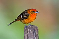 Flame-colored Tanager