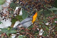 Flame-throated Warbler