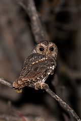 Flammulated Owl