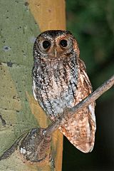 Flammulated Owl