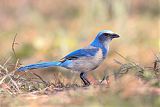 Florida Scrub-Jayborder=