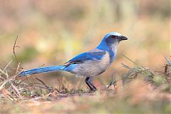 Florida Scrub-Jay