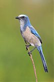 Florida Scrub-Jayborder=