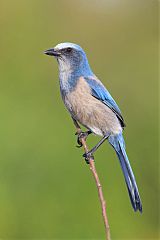 Florida Scrub-Jay