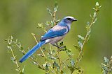 Florida Scrub-Jayborder=