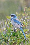 Florida Scrub-Jay