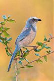 Florida Scrub-Jayborder=