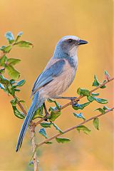 Florida Scrub-Jay