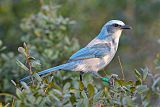 Florida Scrub-Jay