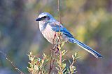 Florida Scrub-Jay