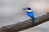 Forest Kingfisher