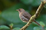 Forest Thrush