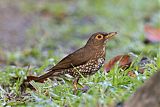 Forest Thrush