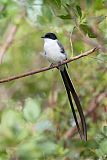 Fork-tailed Flycatcher