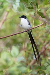 Fork-tailed Flycatcher