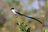 Fork-tailed Flycatcherborder=