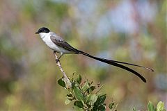 Fork-tailed Flycatcher