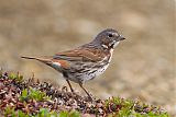 Fox Sparrow