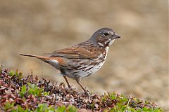 Fox Sparrow