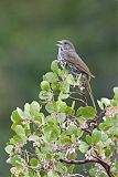 Fox Sparrow