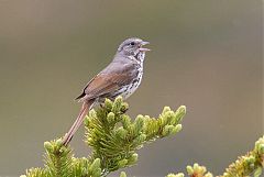 Fox Sparrow