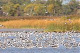 Franklin's Gull