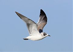 Franklin's Gull