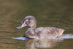 Freckled Duck