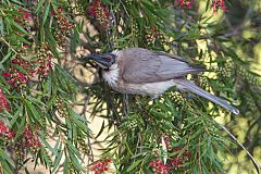 Noisy Friarbird