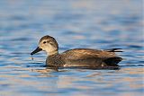 Gadwall