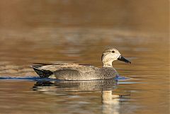 Gadwall