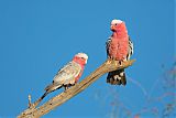 Galah