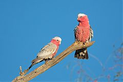 Galah