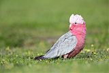 Galah