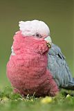 Galah