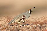 Gambel's Quail