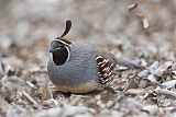 Gambel's Quail