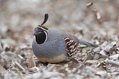 Gambel's Quail