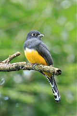 Gartered Trogon