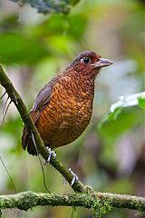 Giant Antpitta