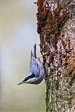 Giant Nuthatch