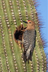 Gila Woodpecker