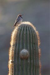 Gilded Flicker