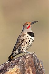 Gilded Flicker