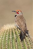 Gilded Flicker